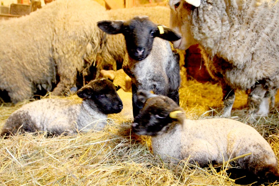 lambies