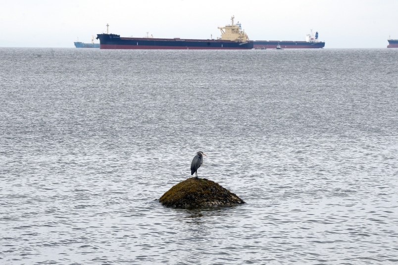 A heron sits in English Bay in 2015, with the MV Marathassa, a Japanese built grain carrier in the b