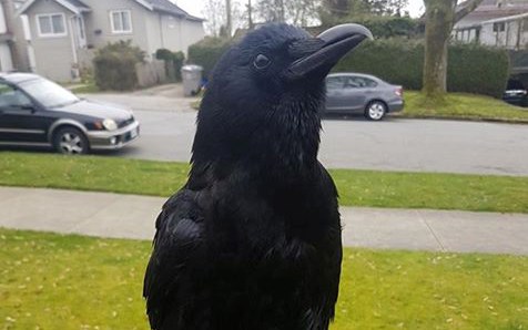Canuck the crow home