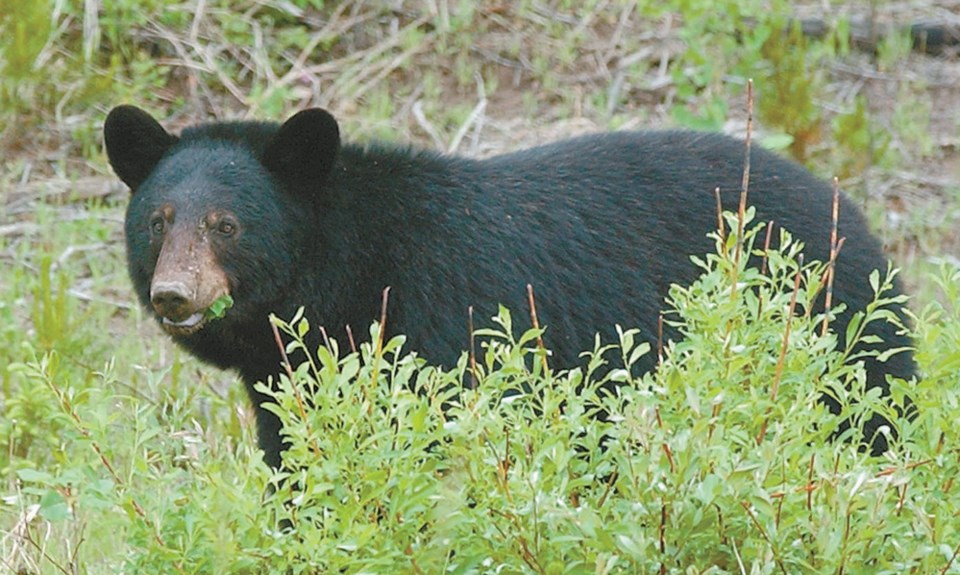 black bear munching greens