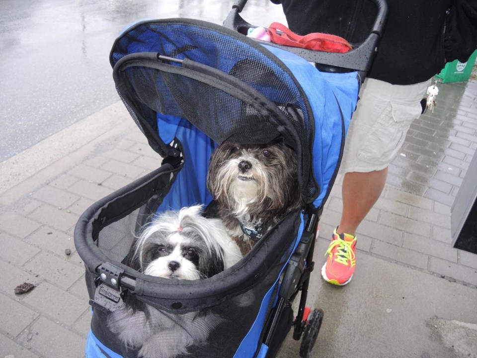 transit dogs
