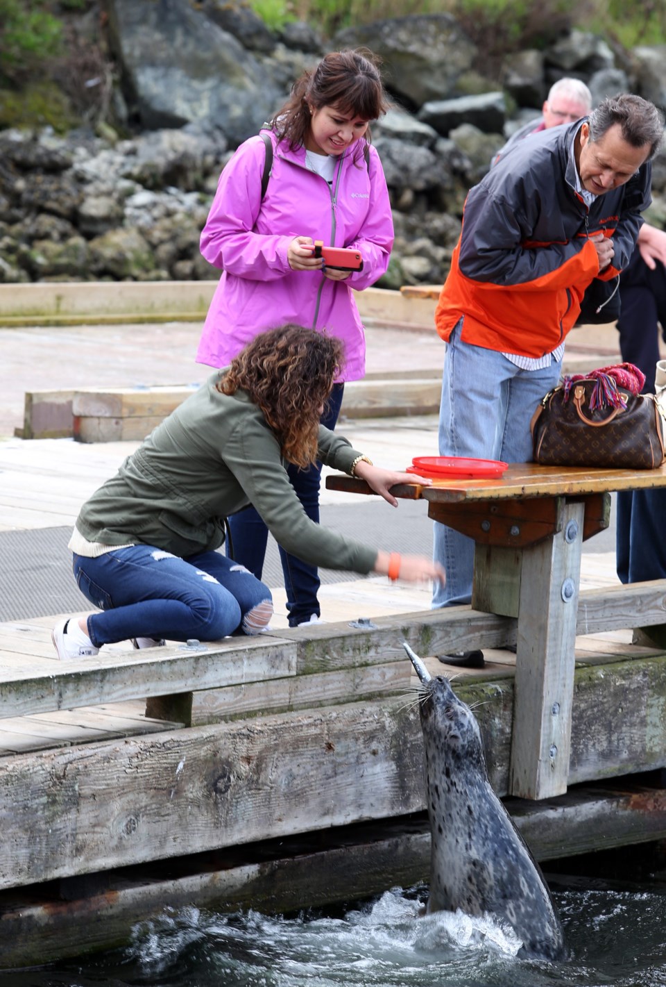 Tourists feed a harbour seal at Fisherman's Wharf