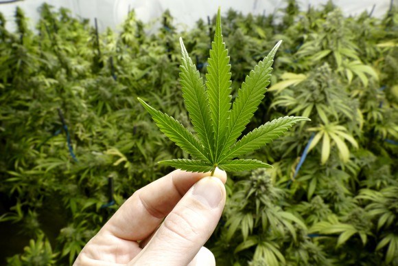 pot