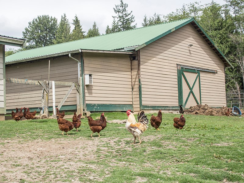 farm incubator