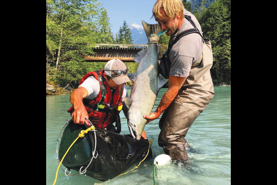 The hatchery’s Jordan Uittenbogaard places a male adult chinook in a tube. This is a regular summer day where the staff from the hatchery set out to raft various rivers in the watershed. They net suitable parts of the river and these adult chinook are caught in the nets. The fish are transported by truck to the hatchery where they are spawned.