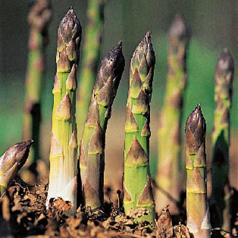 asparagus