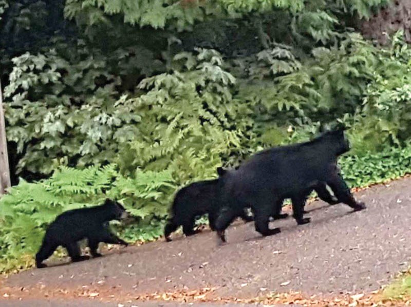 bears