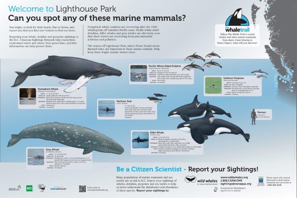 whale panel