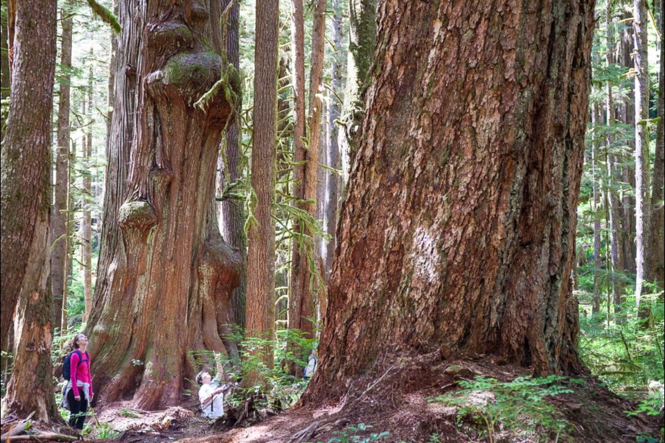 Huge old-growth trees in Avatar Grove.