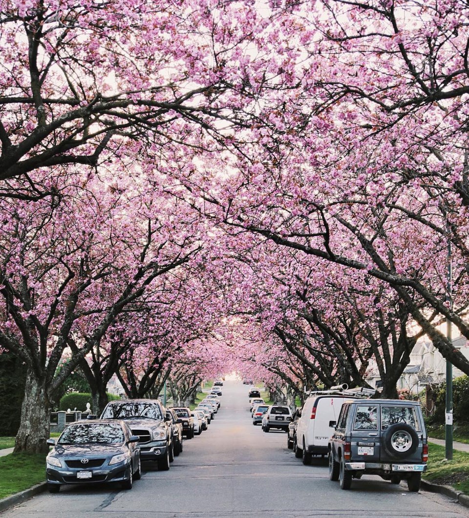 cherry blossoms