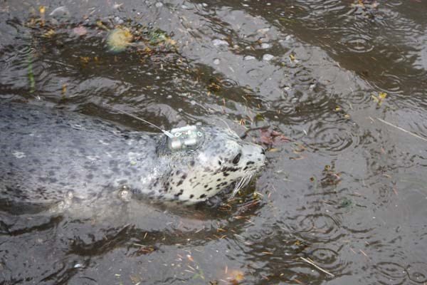 Five rescued and rehabilitated seal pups have satellite tags affixed to their heads to track their post-release behaviour.