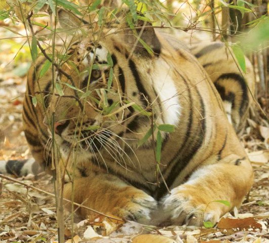 tigers