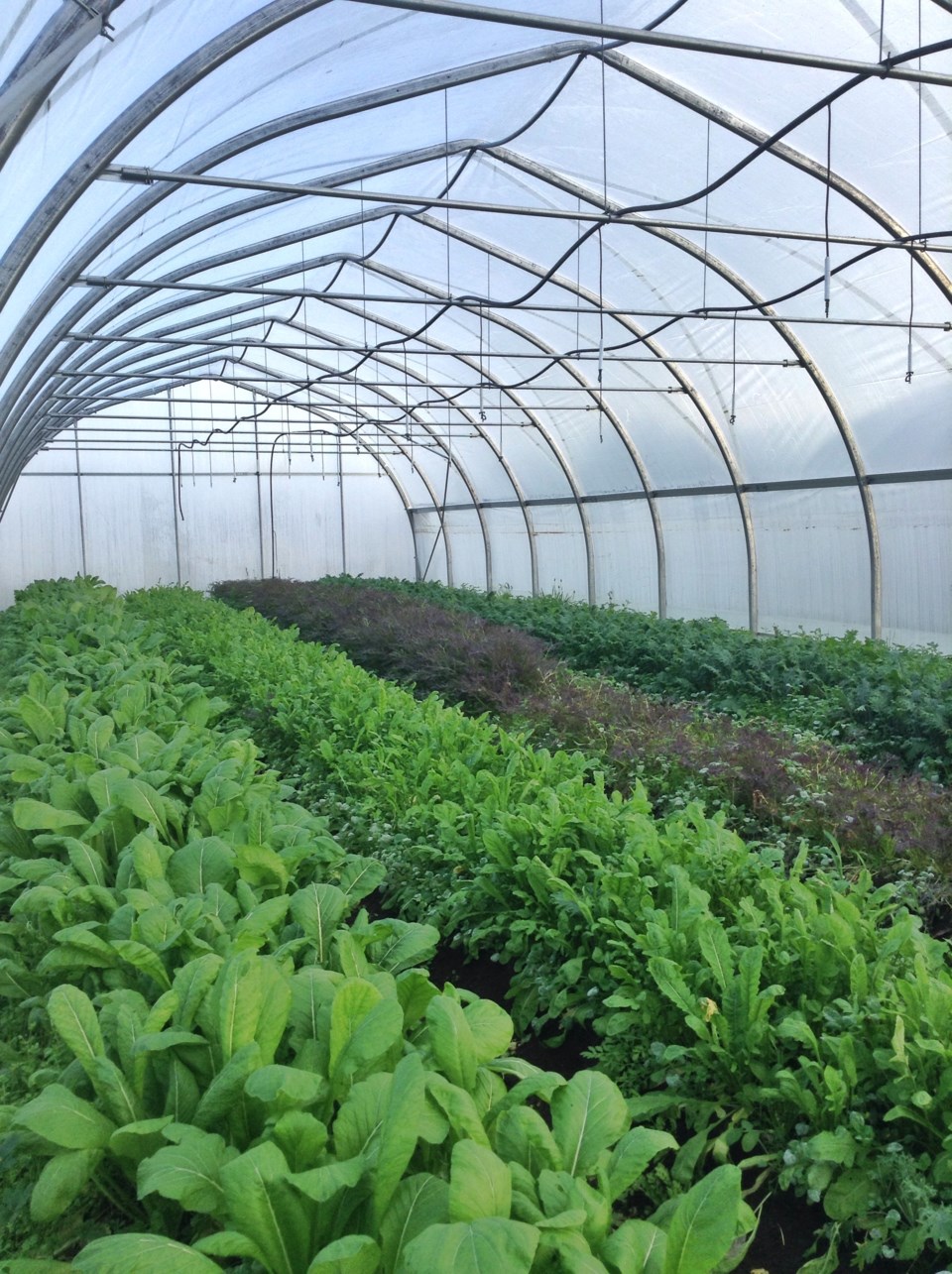 winter farm
