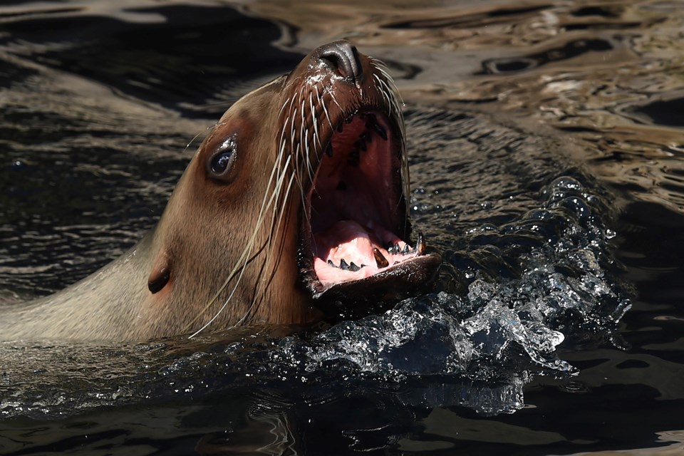 sealion