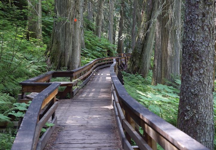Ancient-Forest-closure.29_4.jpg