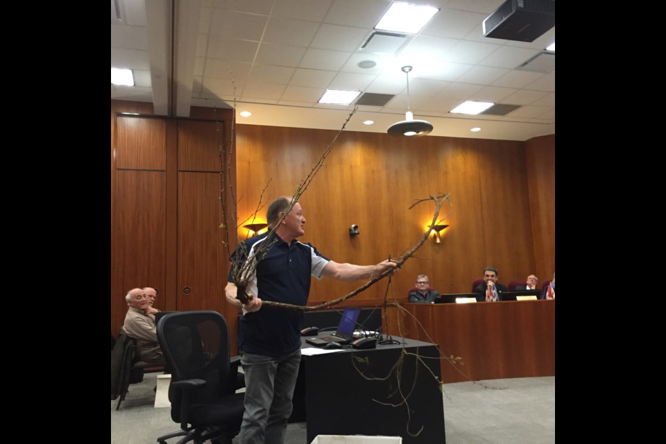 John Unger's grandchildren can't play in the front yard of his West End home because roots from the acacia tree on the boulevard travel underground and send prickly shoots up in his yard. He is appealing to the city to remove the "dangerous" trees.