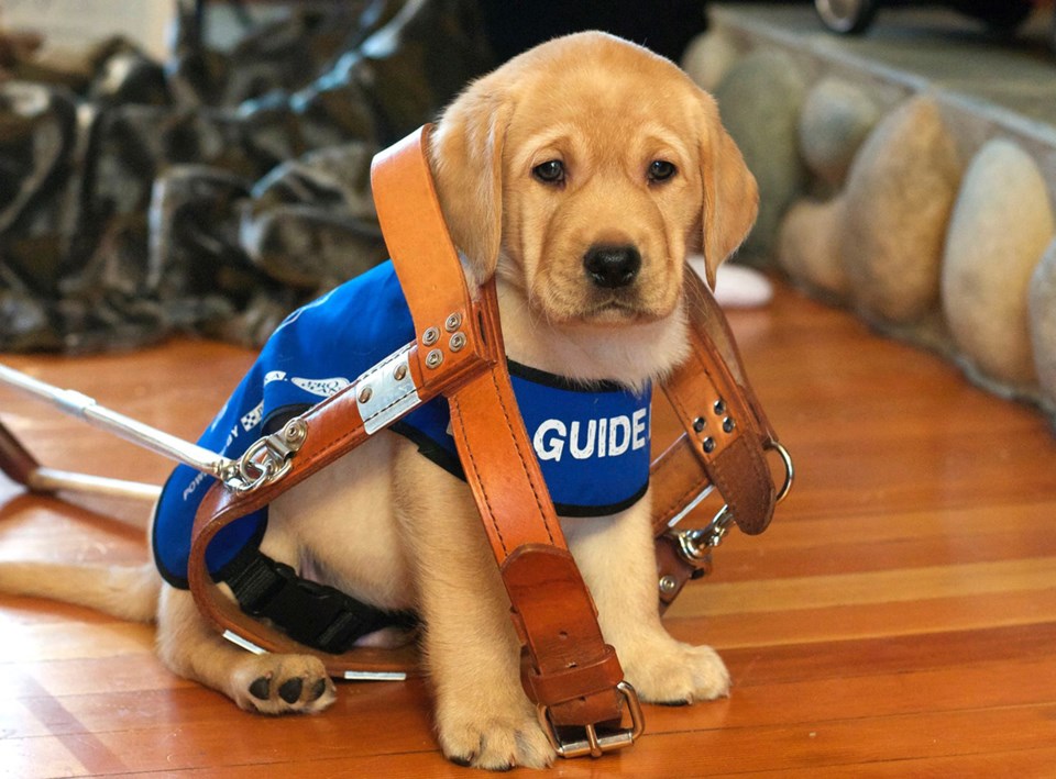 BC Guide Dogs