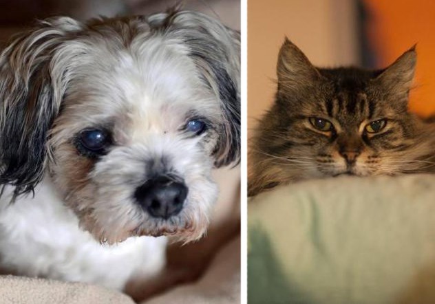 Pets 0504