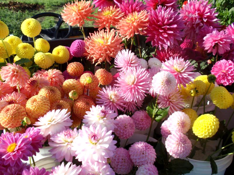 dahlias