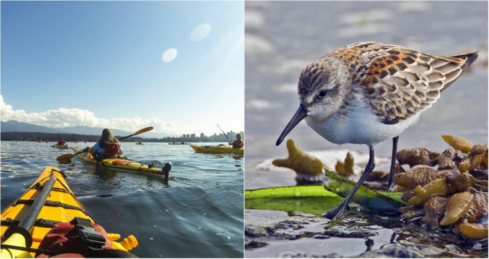 kayak bird jericho nature