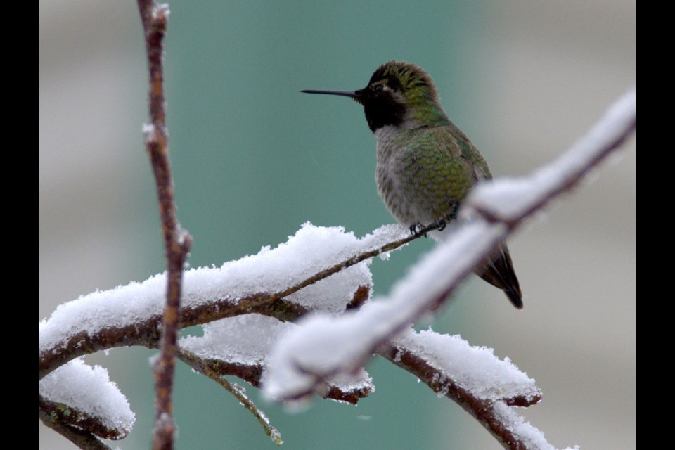 While birders might be excited to see an Anna's hummingbird in snowy Vancouver, it illustrates changing migration habits due to global warming.