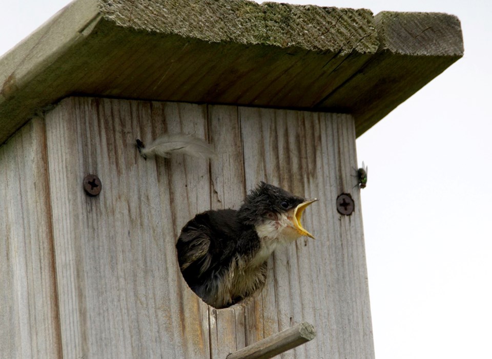 Barn swallow