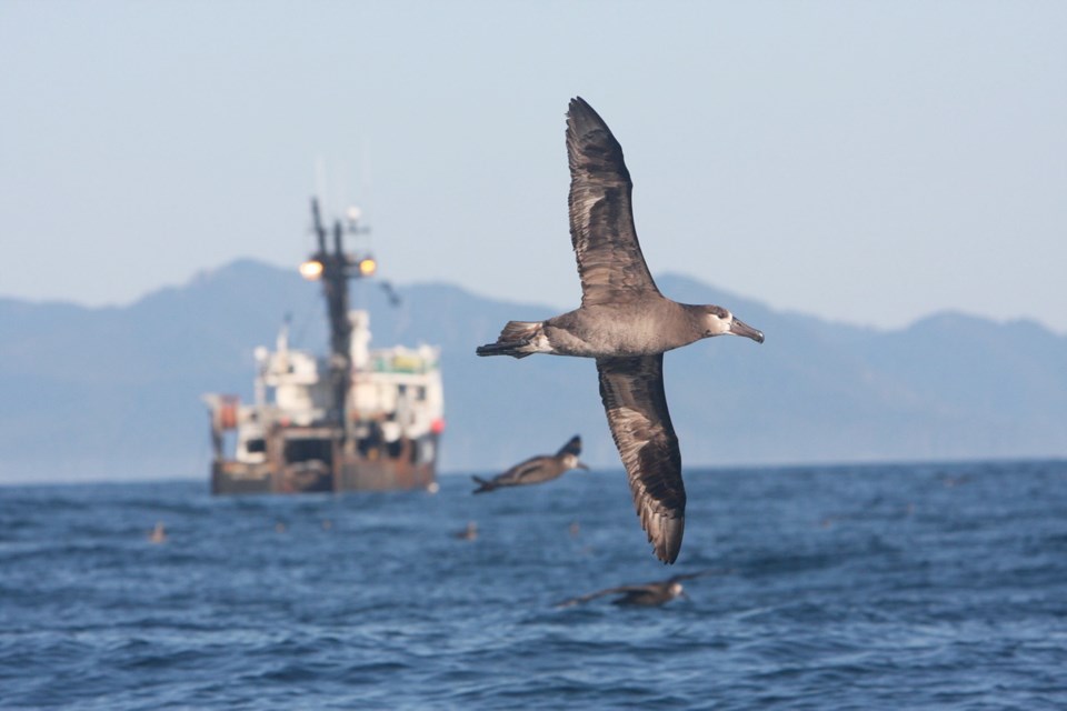 Black-footed albatrosses attracted to a fishing boat off the west coast of Haida Gwaii.