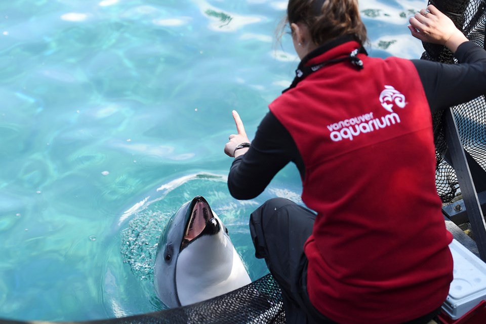 aquarium daisy harbour porpoise cetacean