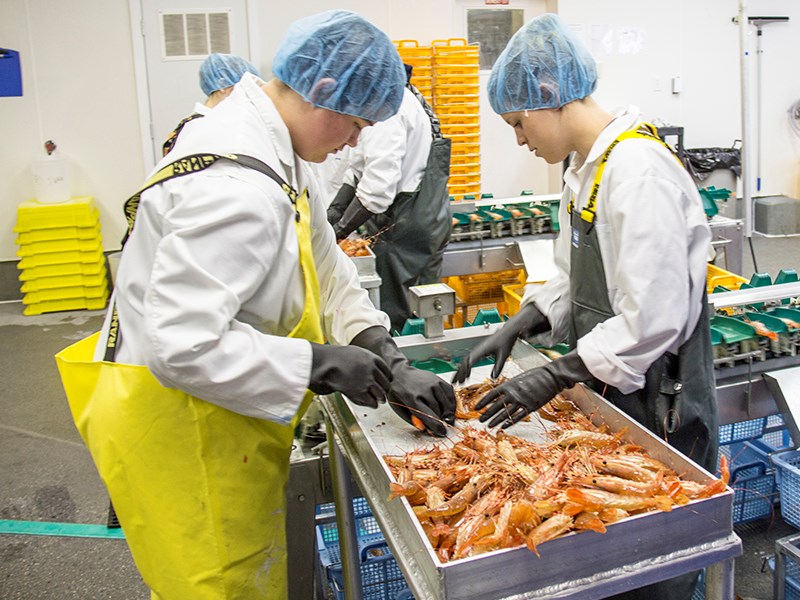 prawns