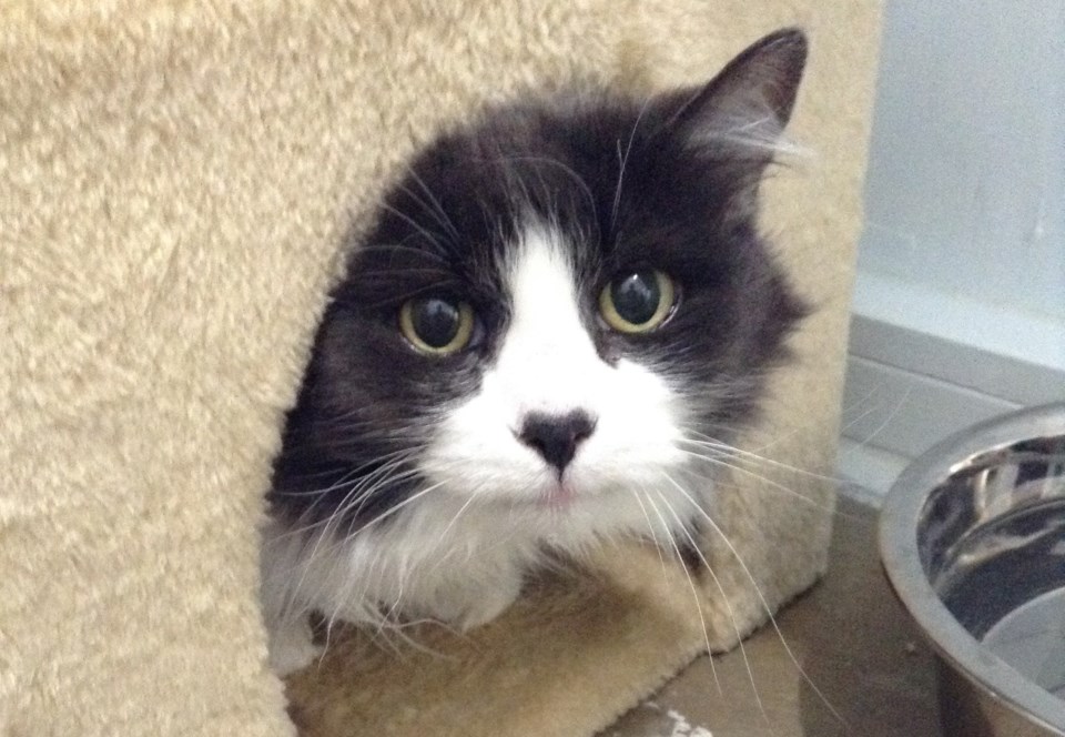 Pets 0511
