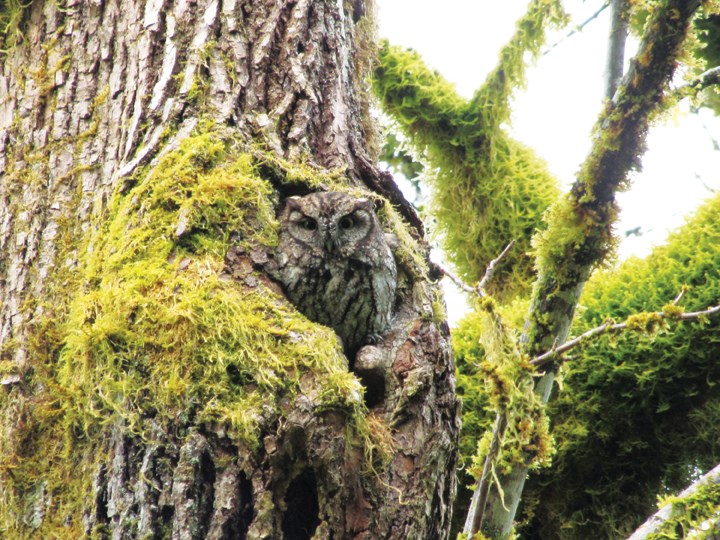 owls