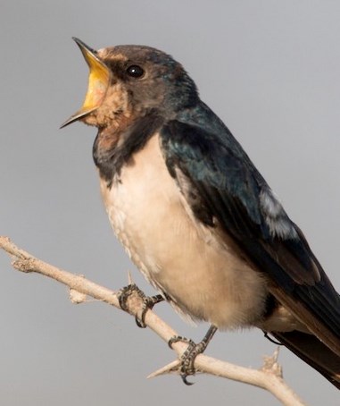 bird count