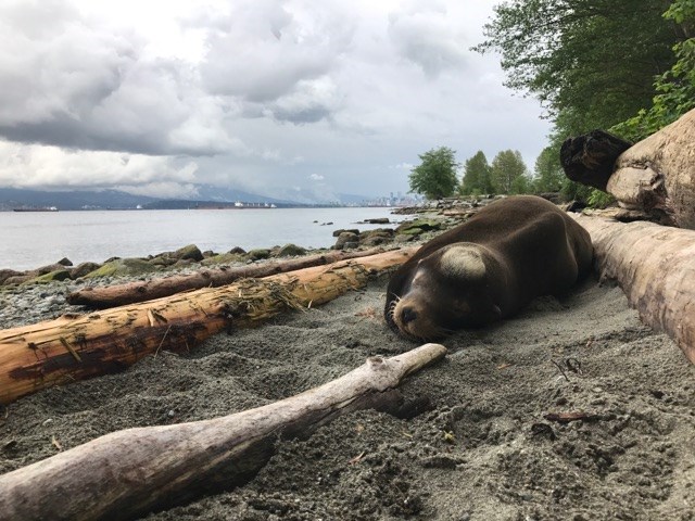 aquarium sea lion spanish banks