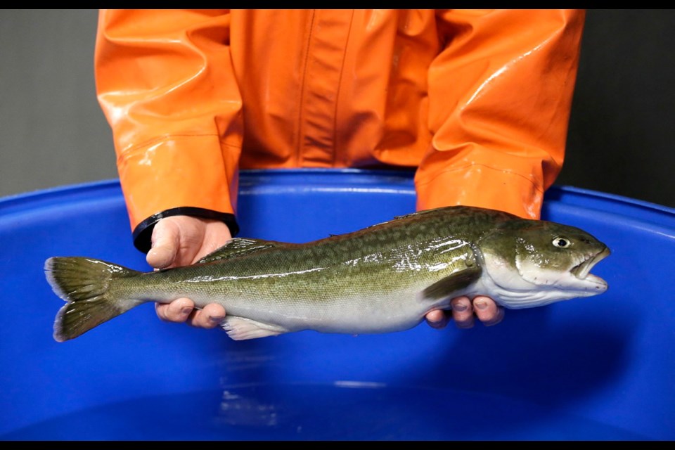 A fisheries research biologist holds a sablefish at a research facility in Manchester, Washington.