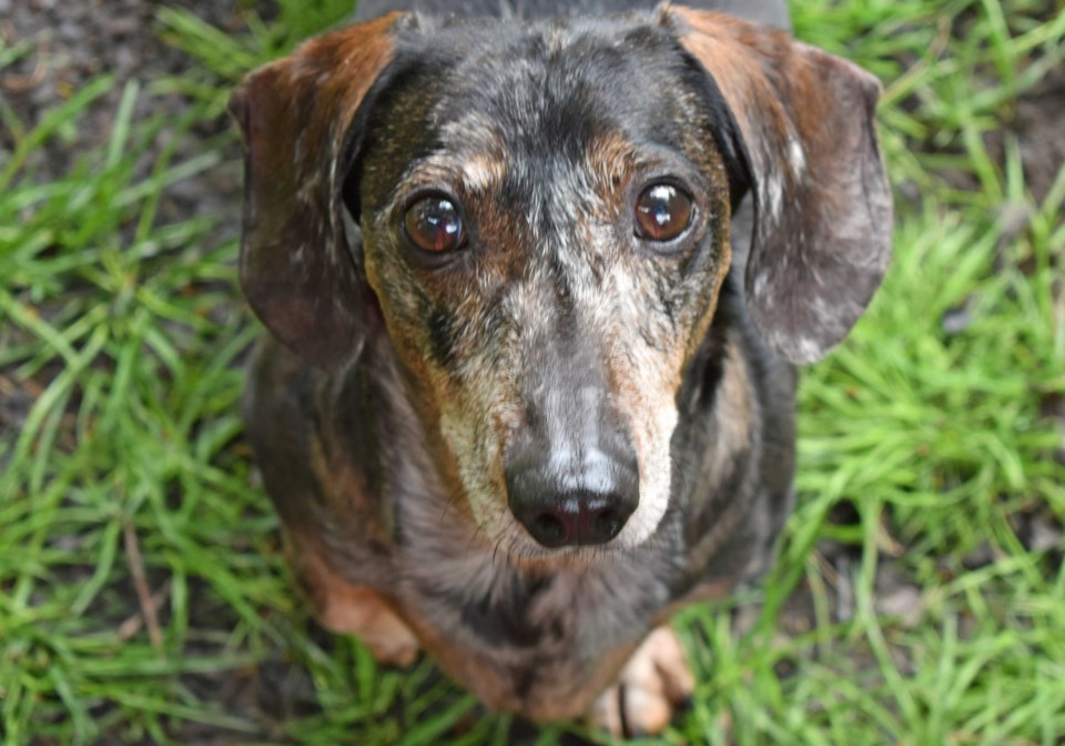 PETS 0518