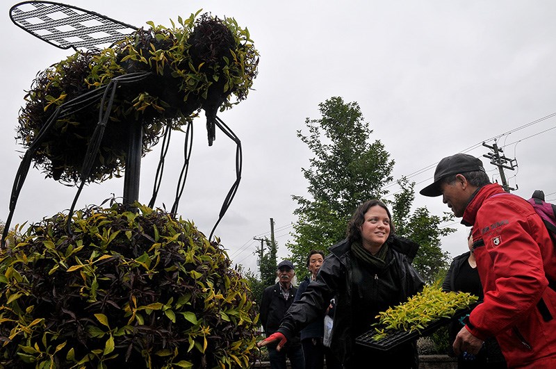 MARIO BARTEL/THE TRI-CITY NEWS Allie Penko shows volunteers from the Immigrant Services Society how to plant the three varieties of alternanthera that will fill out the City of Coquitlam's honey bee eco-sculpture at Inspiration Garden. Members of the public were invited to help plant the sculpture on Tuesday and Wednesday before it's hoisted atop a pole at the corner of Guildford and Pipeline. About 48 flats of red, green and yellow alternanthera were planted into special porous garden fabric that is stretched over a metal frame filled with compacted soil.