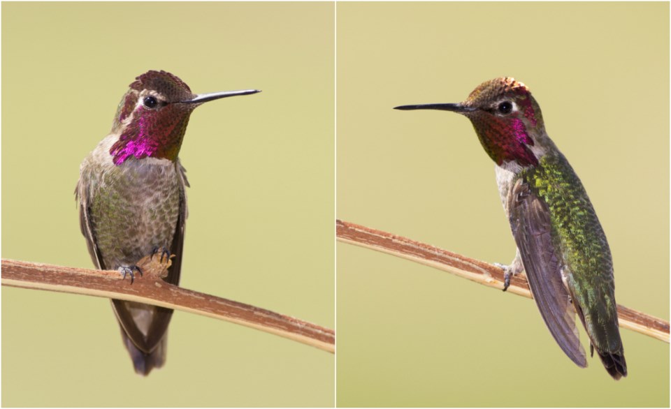 bird hummingbird nature