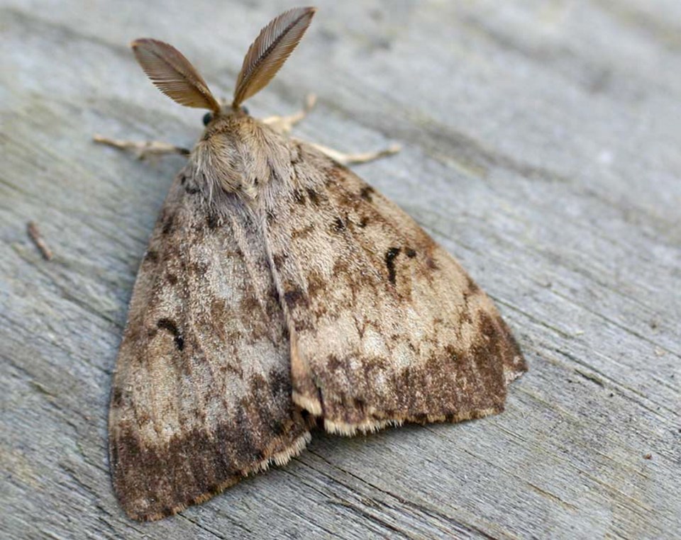 adult_male_gypsy_moth.jpg