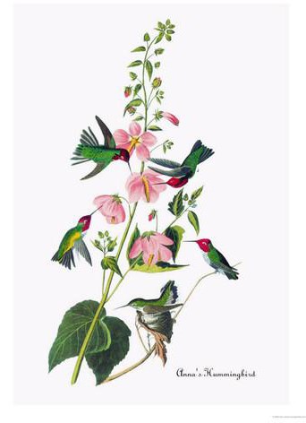 John James Audubon Anna's Hummingbird