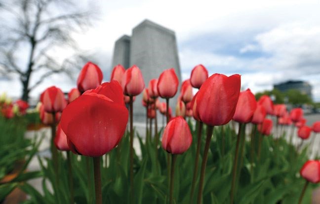 Tulips have been placed at the Cenotaph in Veterans Plaza in front of city hall for Saturdays Dutch-Canadian Tulip Commemoration. The event, which commemorates the liberation of Holland in 1945 by Canadian soldiers, starts at noon.