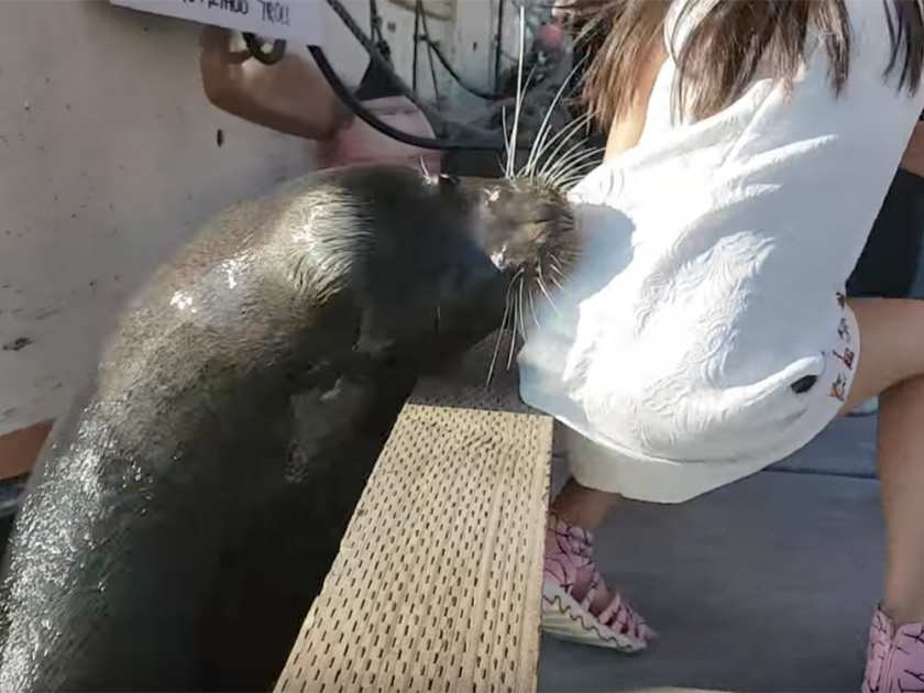 Sea lion pulls girl into water