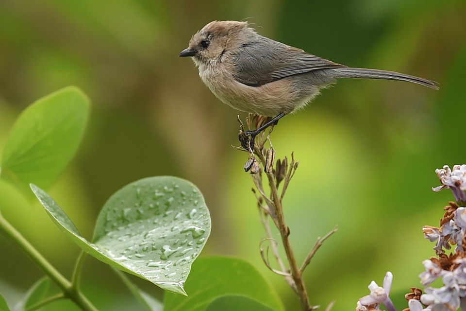 bird nature bushtit