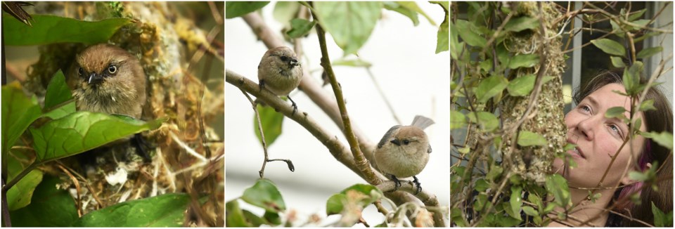 bird balcony nest nature