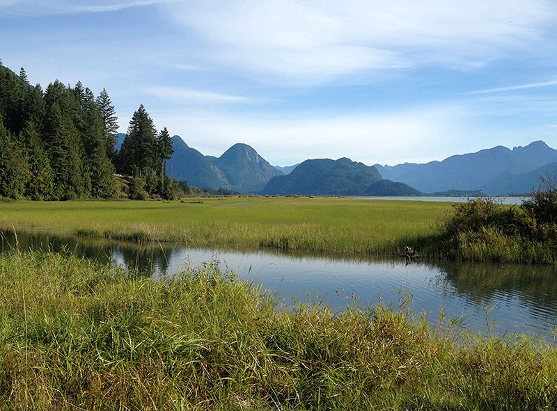 Widgeon marsh