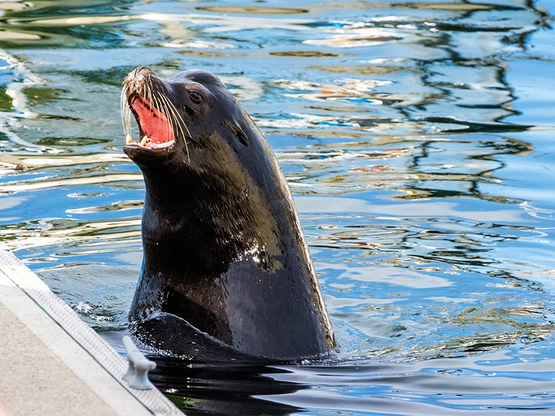 sea lion