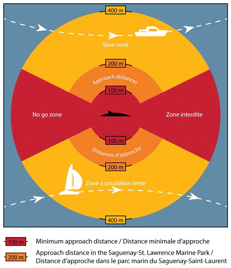 Whale Guidelines