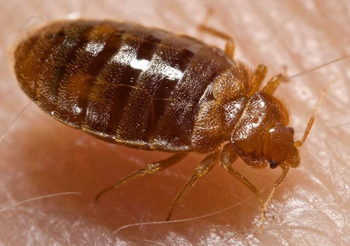 Bed-Bugs.27_5262017.jpg