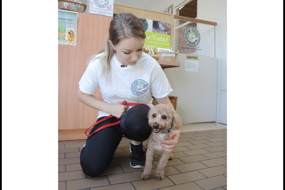 Little Donut, with RAPS staff member Maddison. He was dumped on the hottest day of the year in a double-locked suitcase in some undergrowth near Walmart