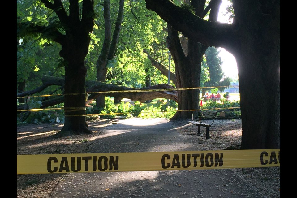 Parks and Rec staff cordoned off a section of the main path through Moody Park after a large branch on a horse chestnut crashed to the ground on Sunday afternoon.