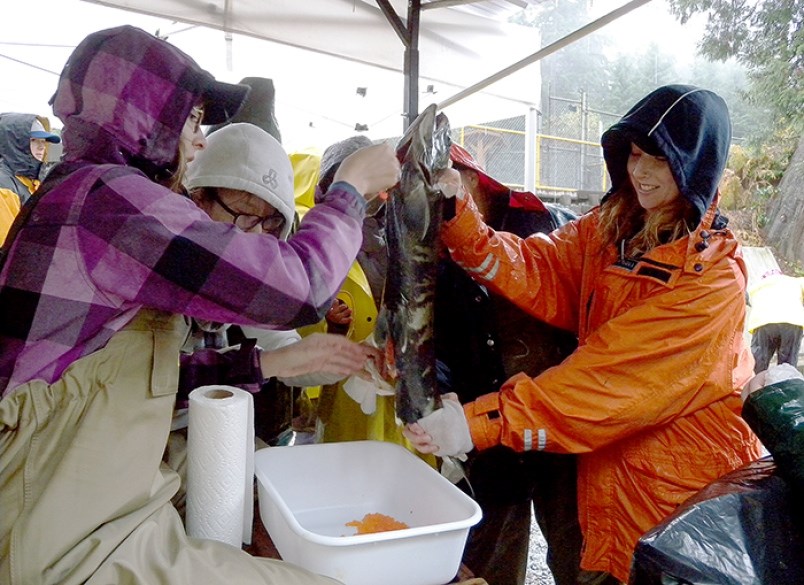 Salmon